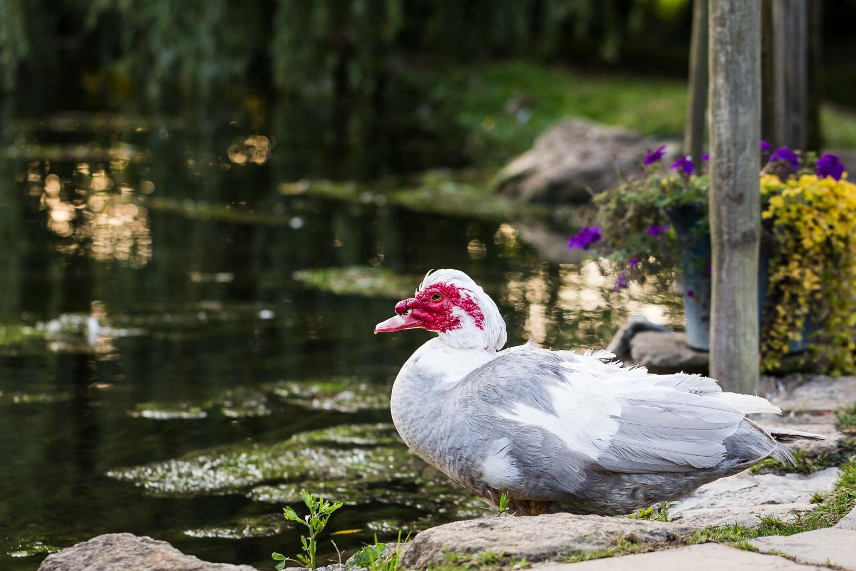 A bird standing by a pond with a wooden post and flowers nearby.