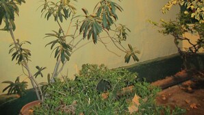 Señal para la casa de huéspedes Quinta Rufino, con una lámpara encima.
