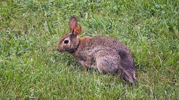 Un conejo en un campo de hierba.