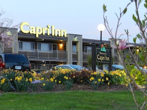 A hotel named Capri Inn with a signboard, a parking lot, and a garden with daffodils.