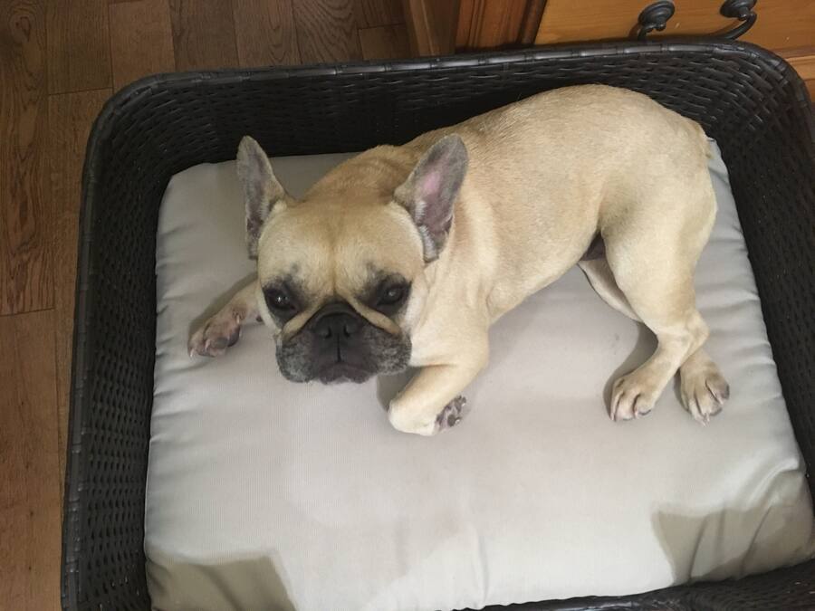 A small dog lying on a white cushion inside a wicker basket.