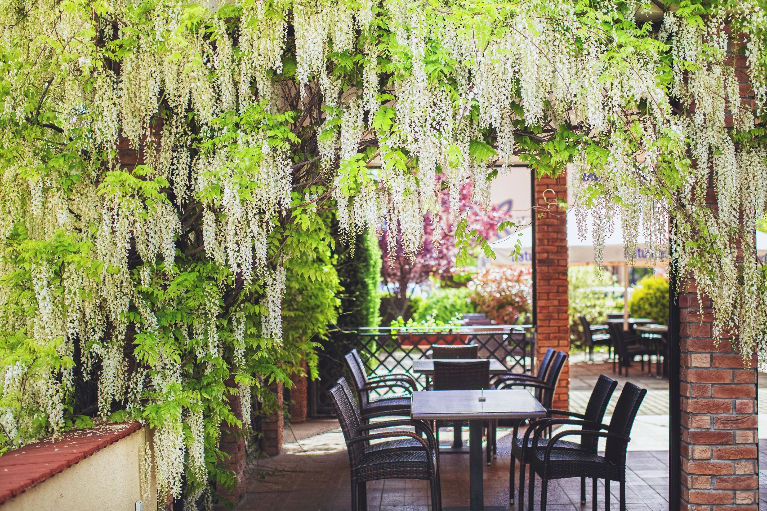 Un patio al aire libre con mesas y sillas, cubierto por una marquesina de flores blancas colgantes.