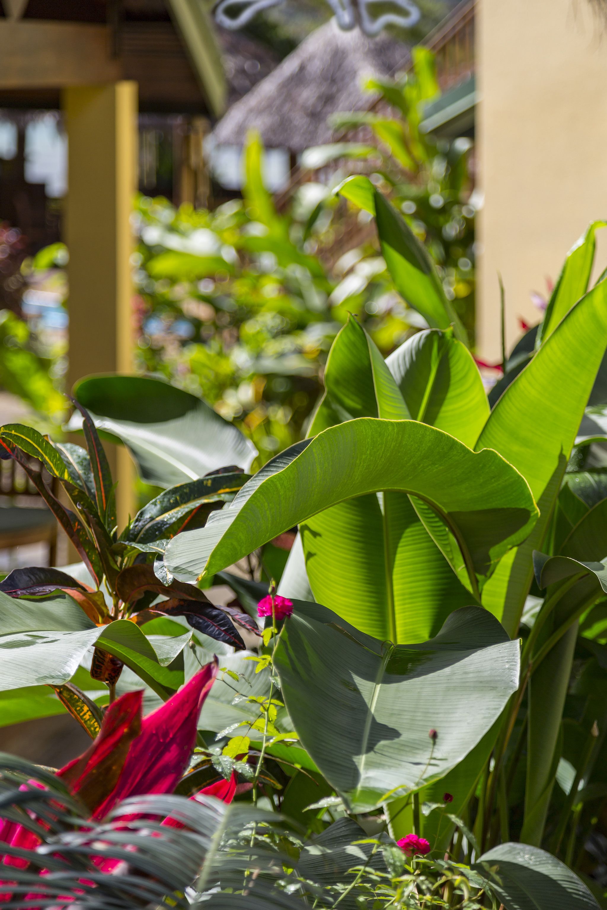 A lush garden with large green leaves and a few pink flowers.