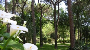 A pathway surrounded by tall trees and lush greenery. - Hotel Valdor (Cavallino-Treporti)