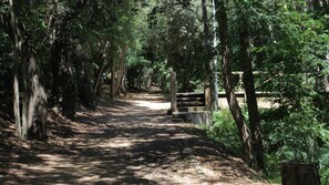 A forested path with a wooden bench and a wooden post.