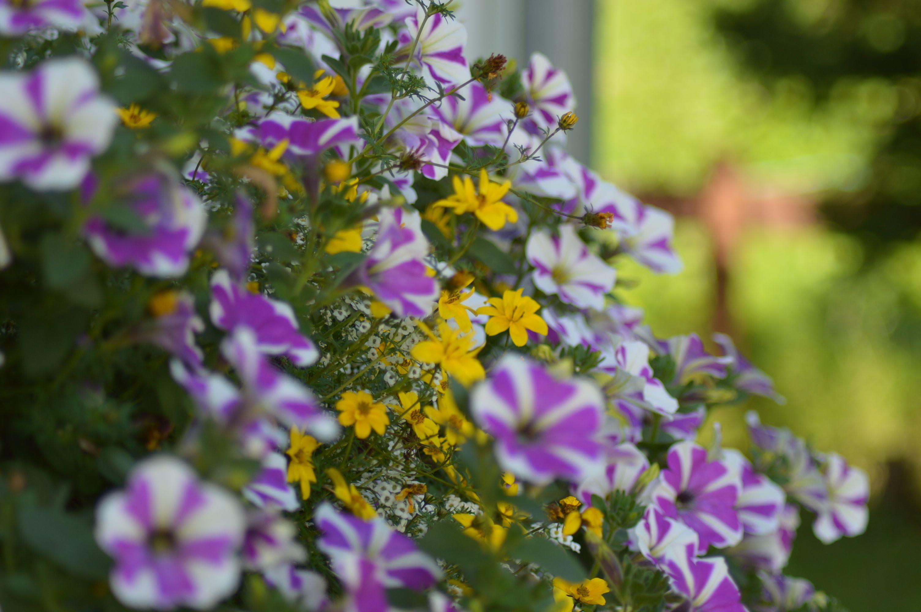 Eine Nahaufnahme eines Blumenbeetes mit violetten und gelben Blüten.