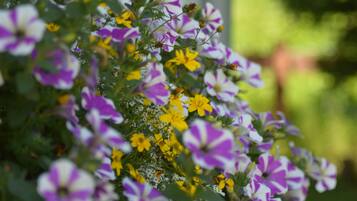 Eine Nahaufnahme eines Blumenbeetes mit violetten und gelben Blüten.