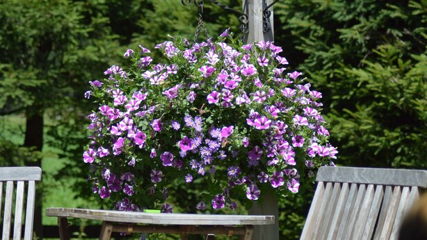 A hanging flower basket with purple flowers, a wooden bench, and a wooden post. - Haus Susanne (Radstadt)