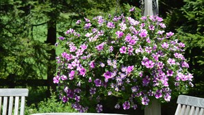 A hanging flower basket with purple flowers, a wooden bench, and a wooden post in a garden. - Haus Susanne (Radstadt)