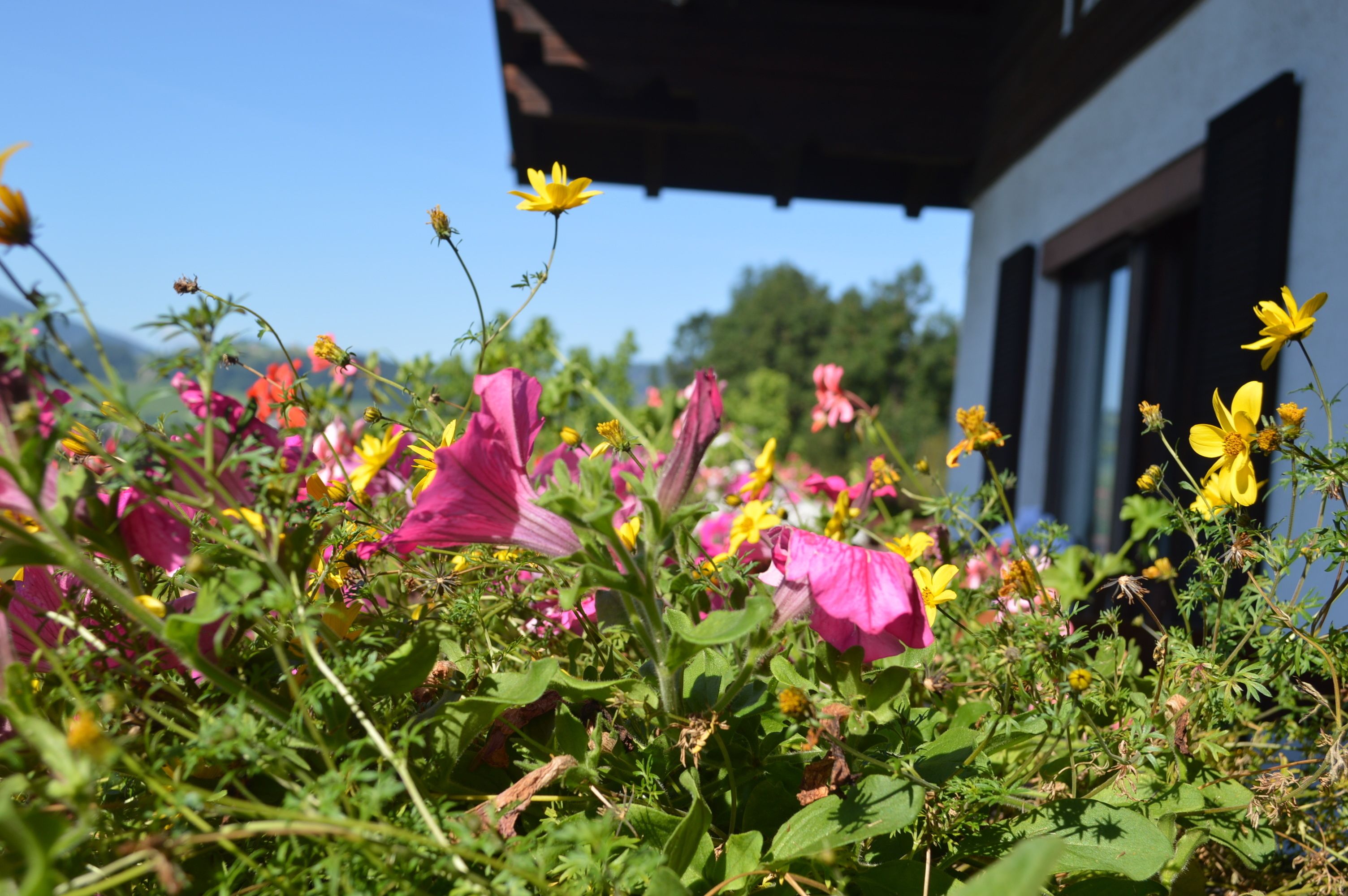 Un jardín con flores rosadas y amarillas frente a un edificio con ventanas grandes.