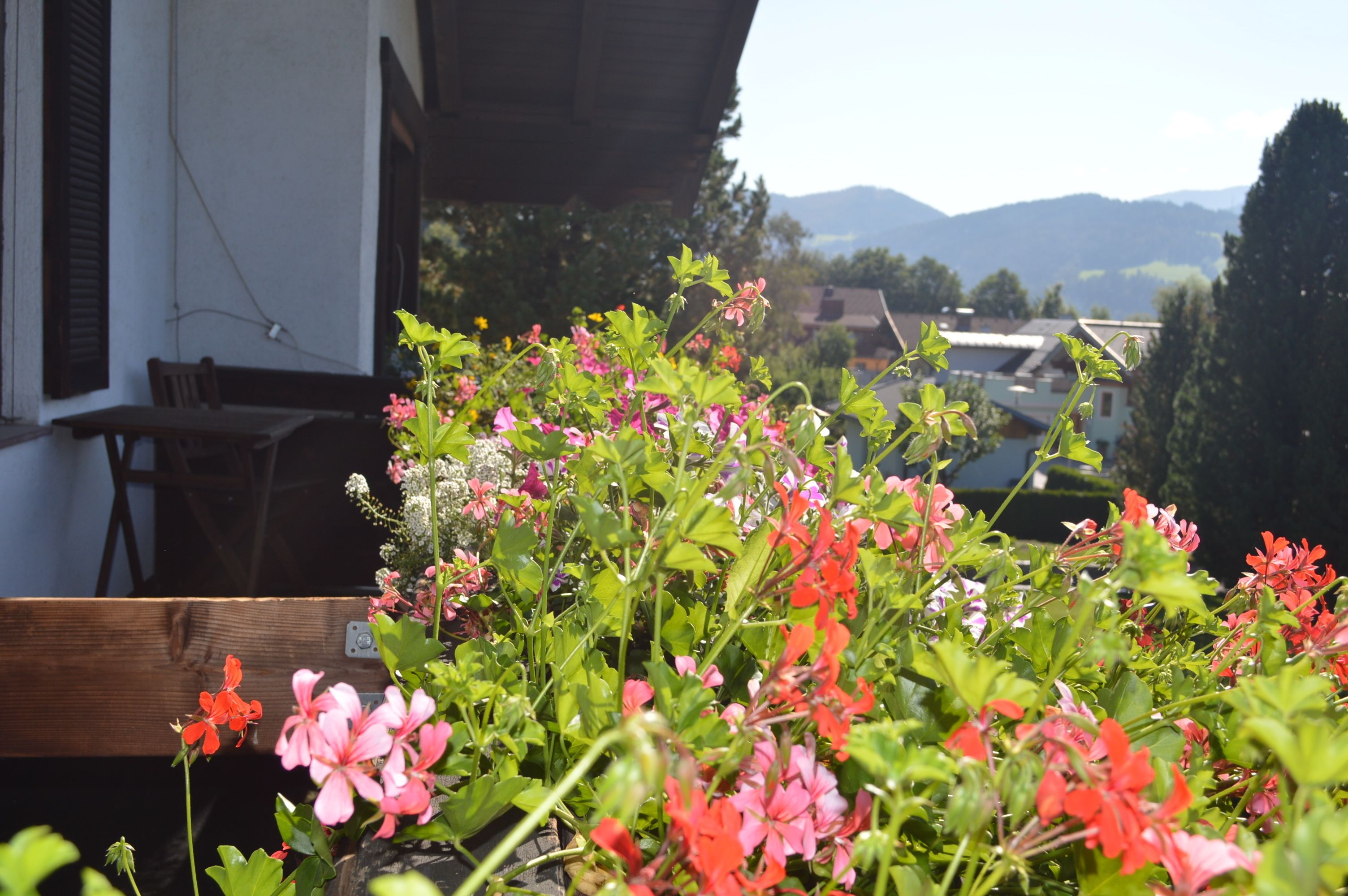 Jardin