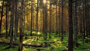 A dense forest with tall trees and a mossy ground.