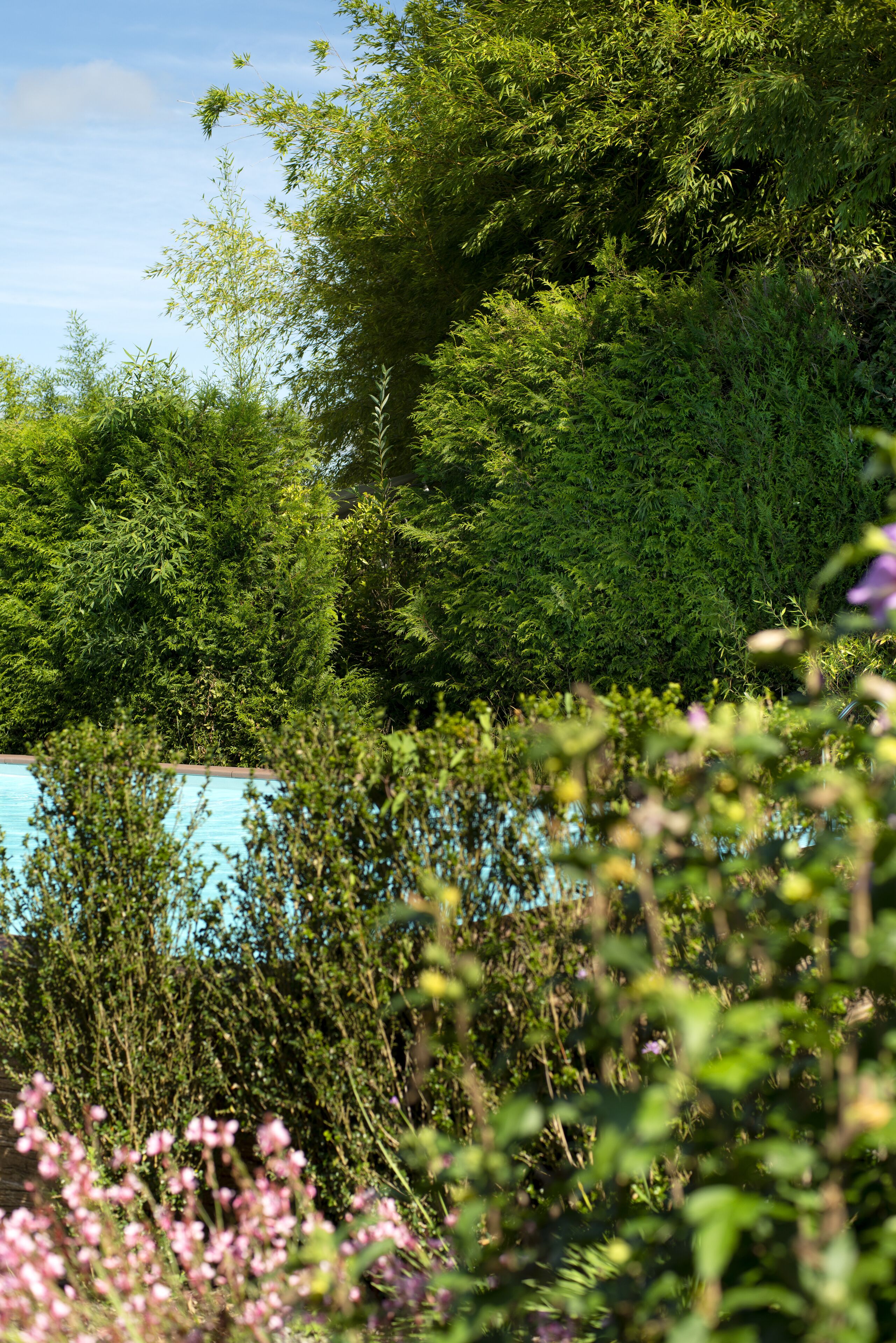 Ein üppiger Garten mit dichtem Grün und blauem Himmel.