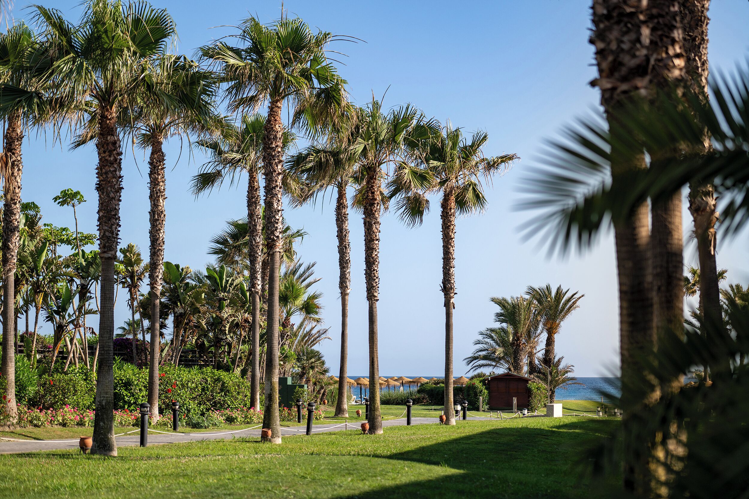 Un sendero bordeado por altas palmeras, un área con césped y una vista distante del mar.