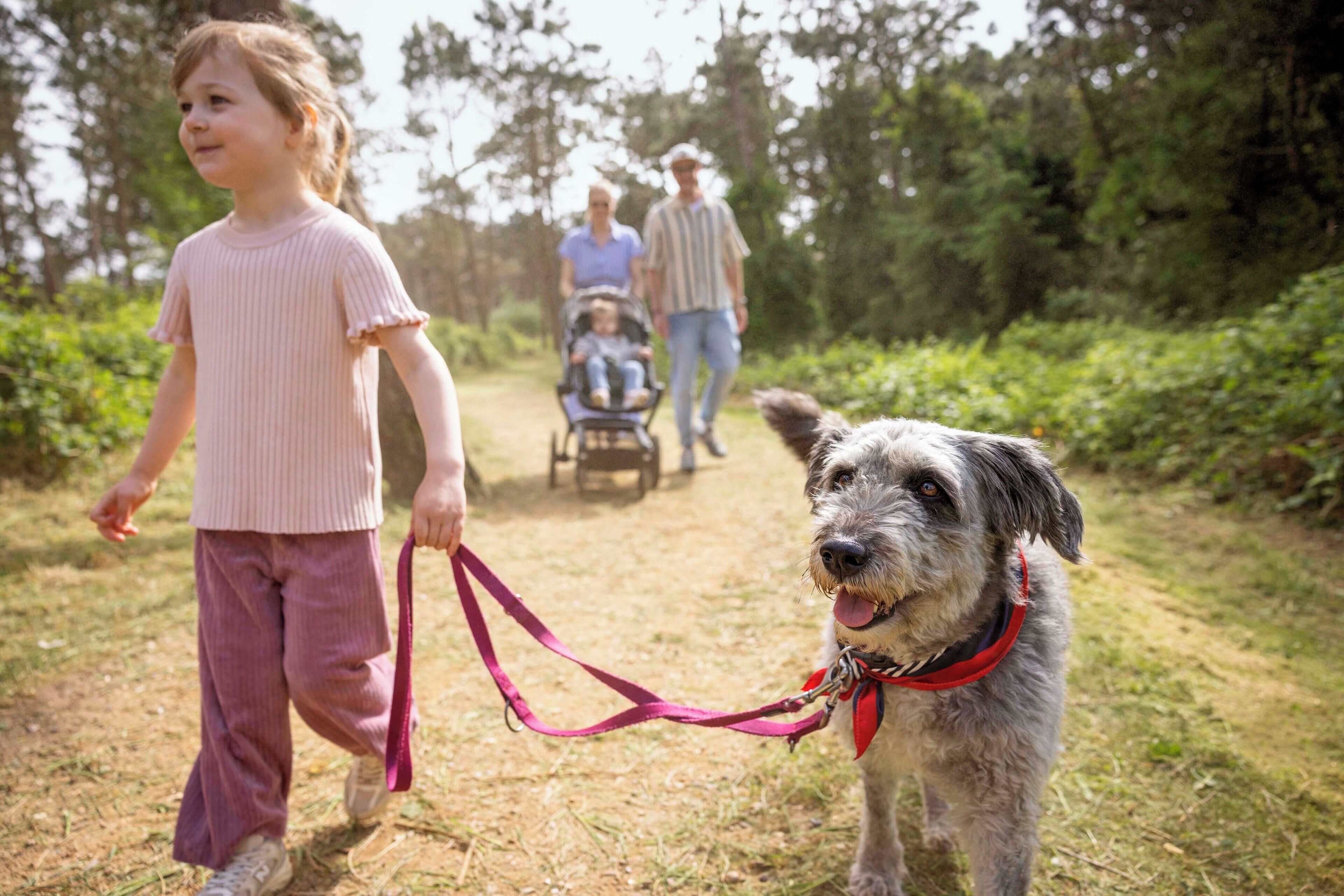 Une personne promène un chien en laisse dans un environnement naturel.
