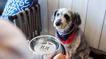 A dog sitting on a chair with a metal bowl in front of it.