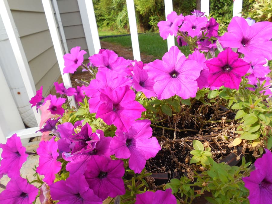 Áreas de la propiedad