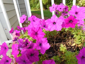 A potted plant with vibrant purple flowers. - Affordable Suites Salisbury (Salisbury)