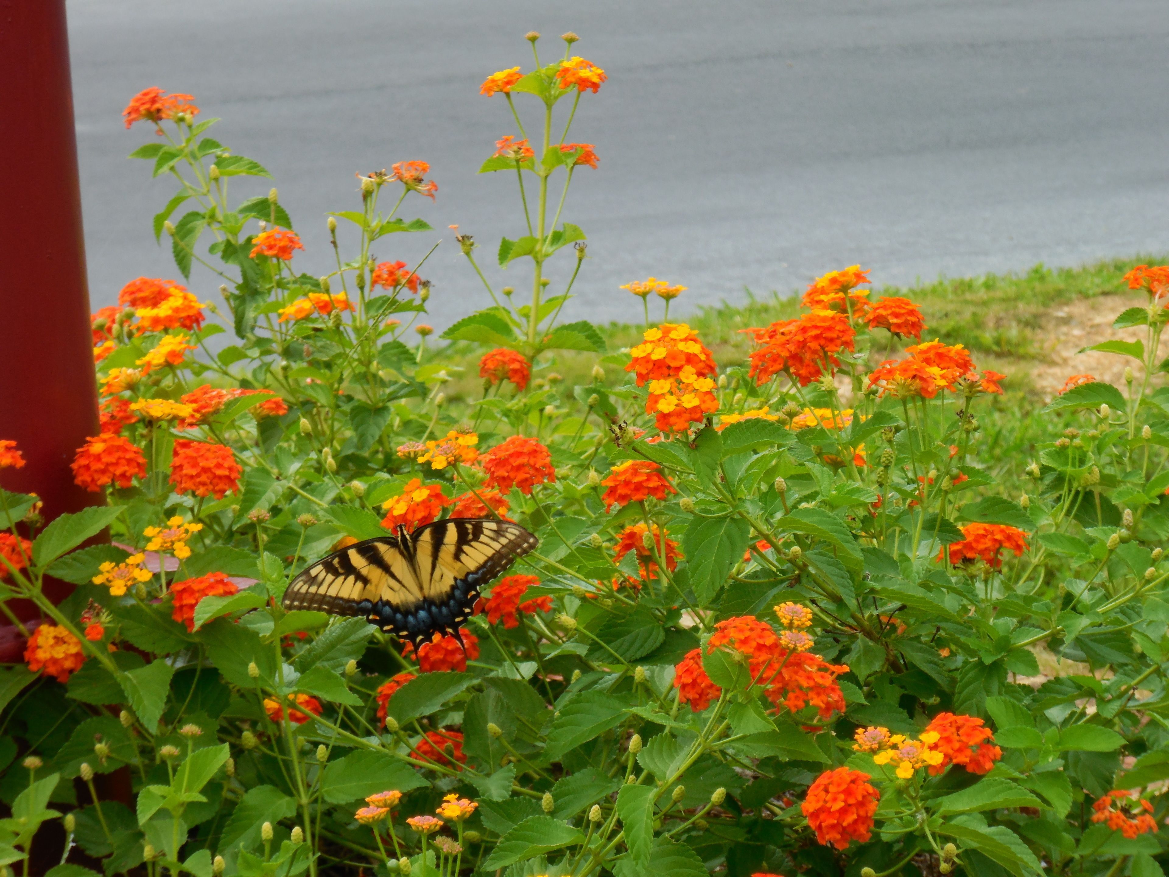 A butterfly on vibrant orange flowers, with a red structure in the background.