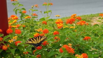 A butterfly on vibrant orange flowers, with a red structure in the background.