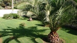 A palm tree in a well-maintained garden with a clear sky. - Perla del Sole (Syracuse)