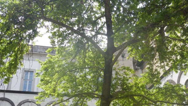 A large tree in a courtyard with a classical building in the background. - Hotel Meublè Santa Chiara Suite (Naples)