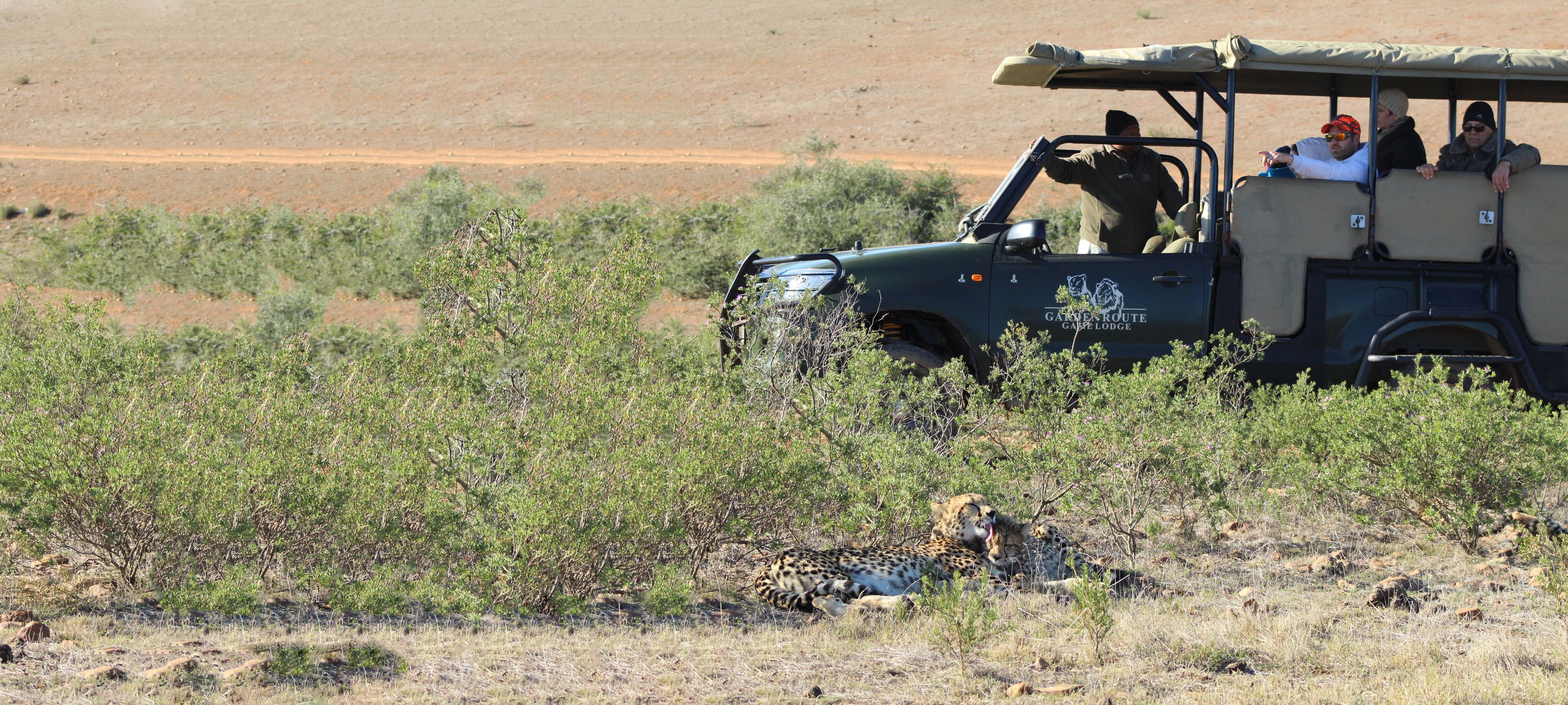 Un véhicule de safari transportant des passagers, avec un guépard en arrière-plan.