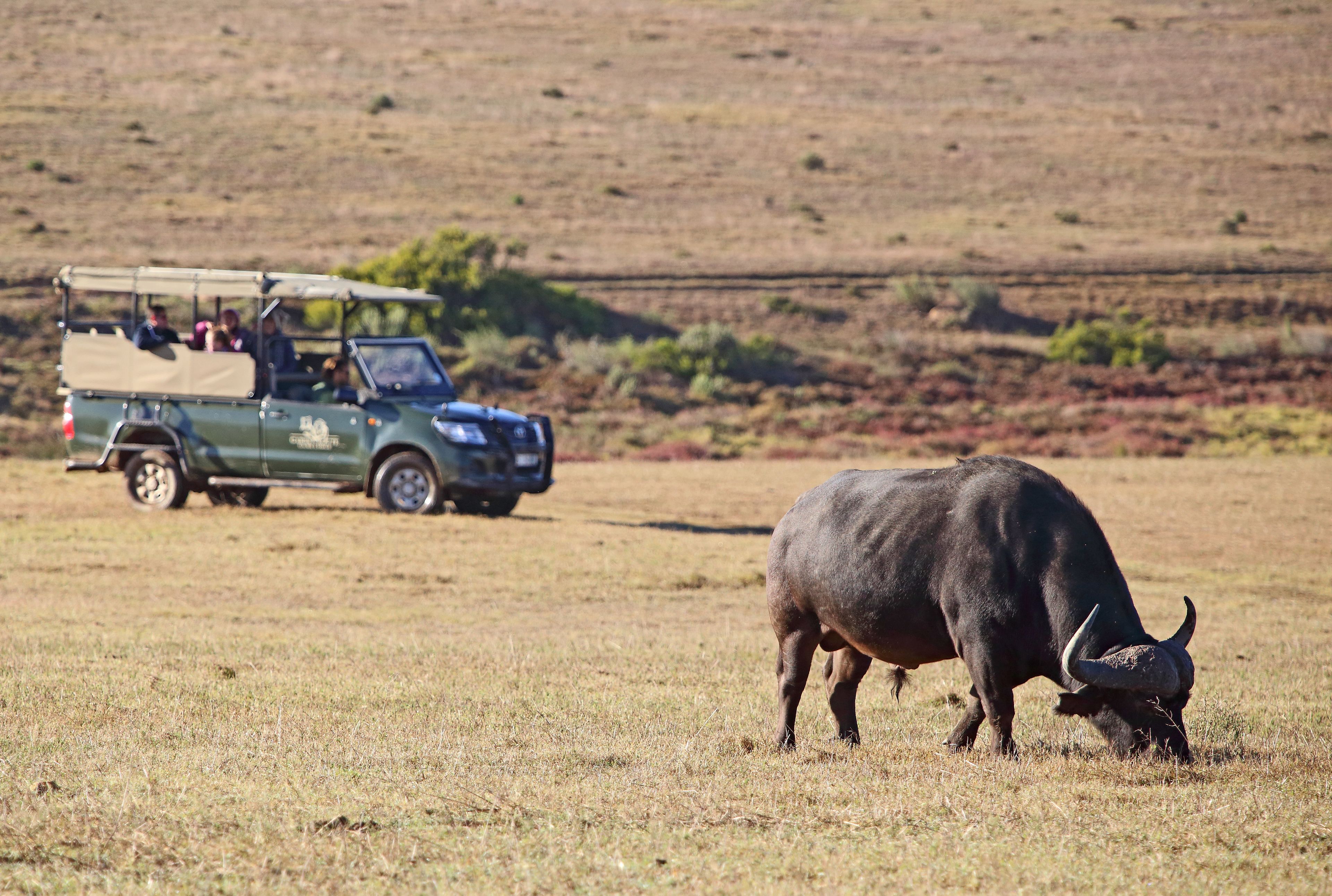 A green safari vehicle with passengers and a black bull grazing in a dry grass field.