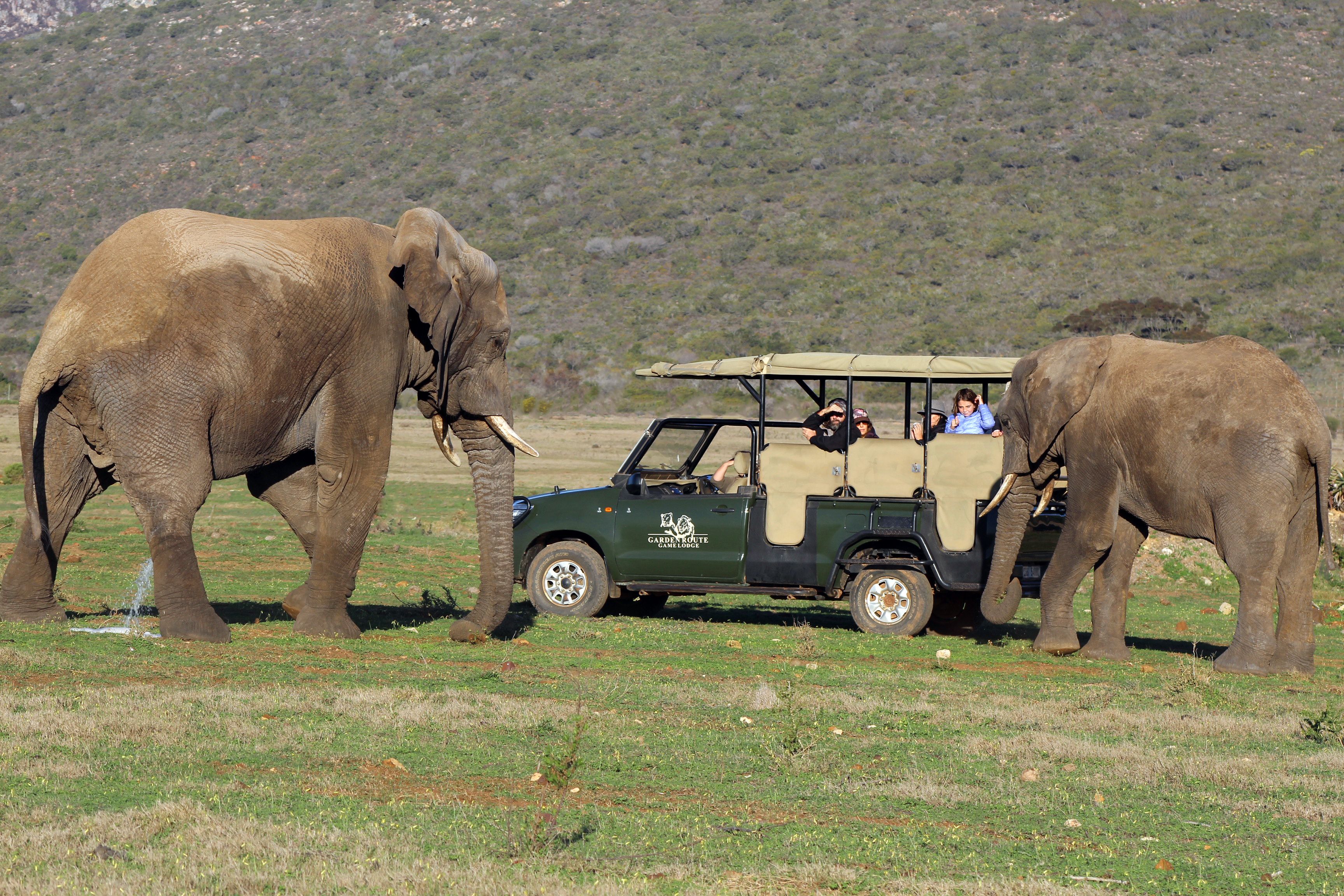 A safari vehicle with two elephants and a guide.