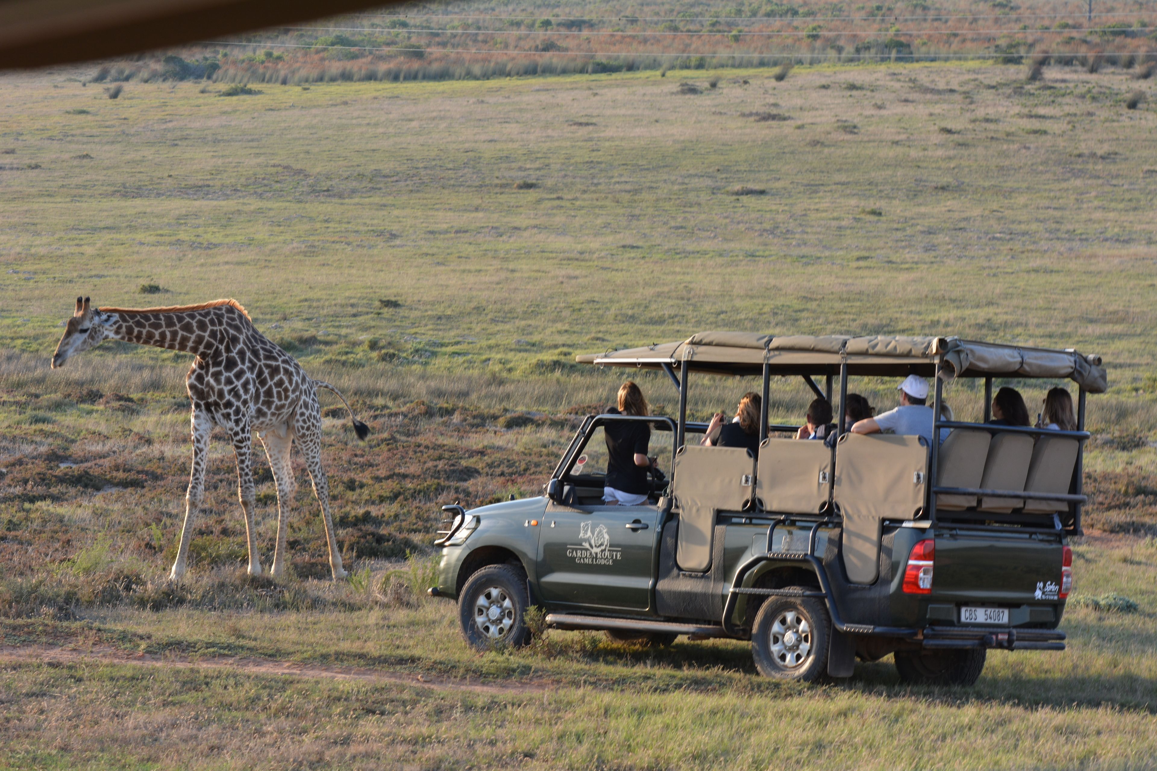 Safari