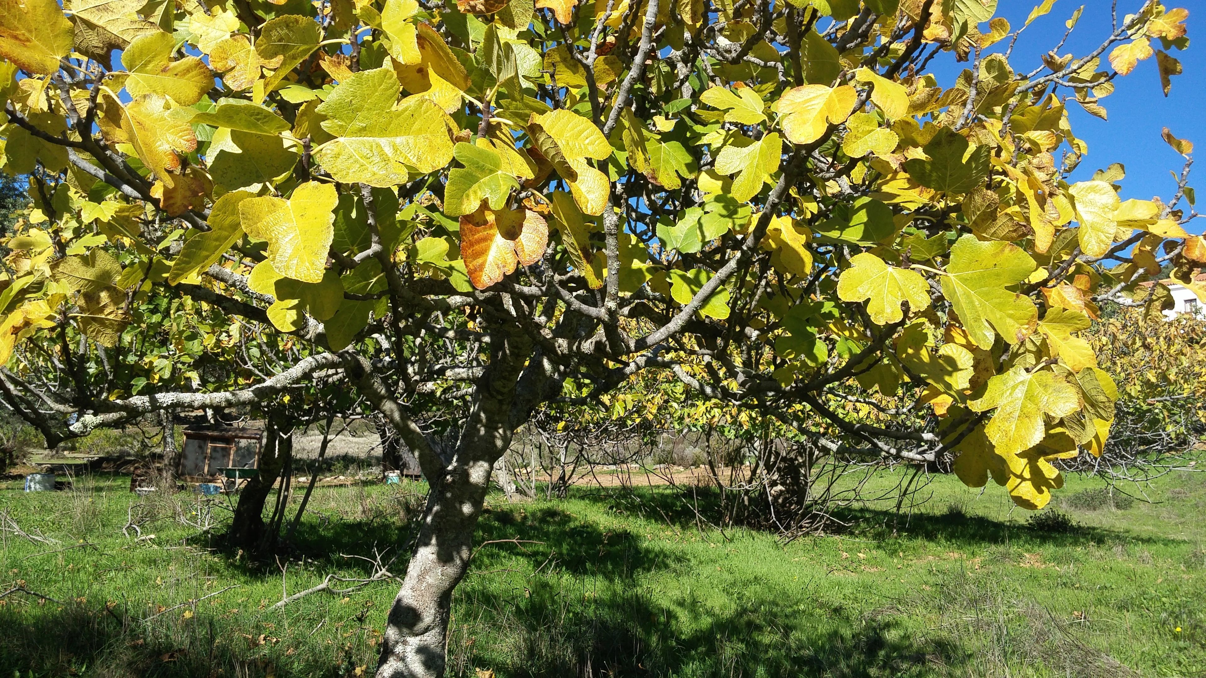 Foto - Hotel La Era de Aracena - Adults Only