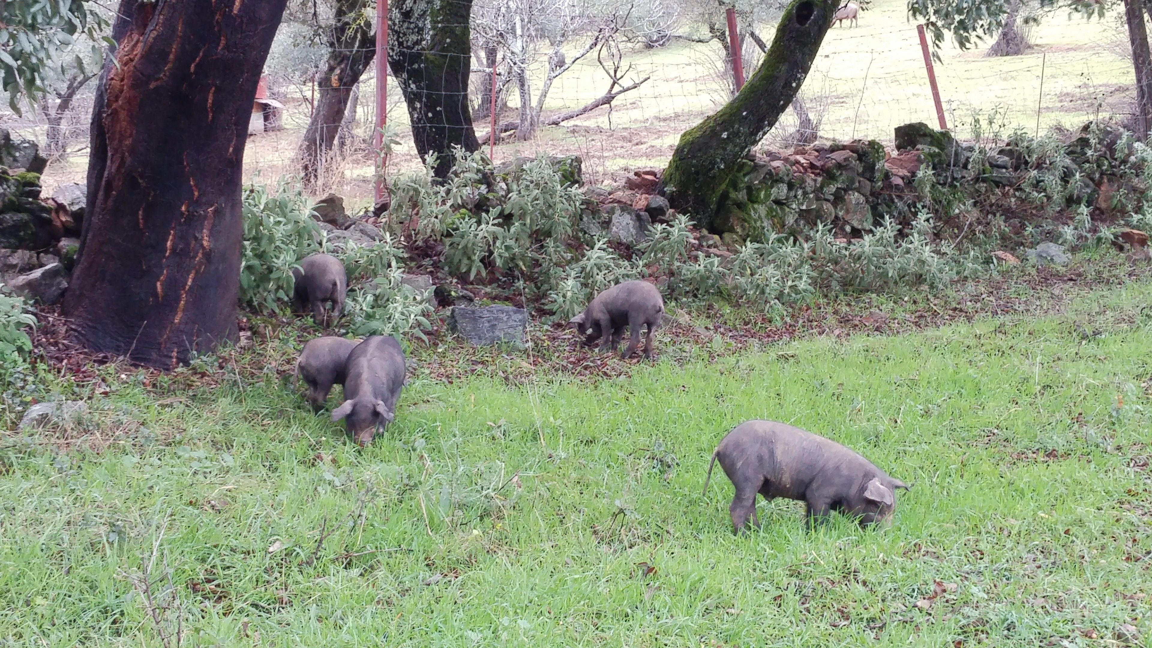 Foto - Hotel La Era de Aracena - Adults Only