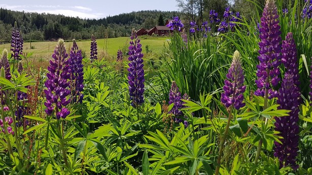 Camp de flors de lupí púrpura amb un edifici vermell al fons.