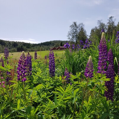 Heddan Gard Gjestegard