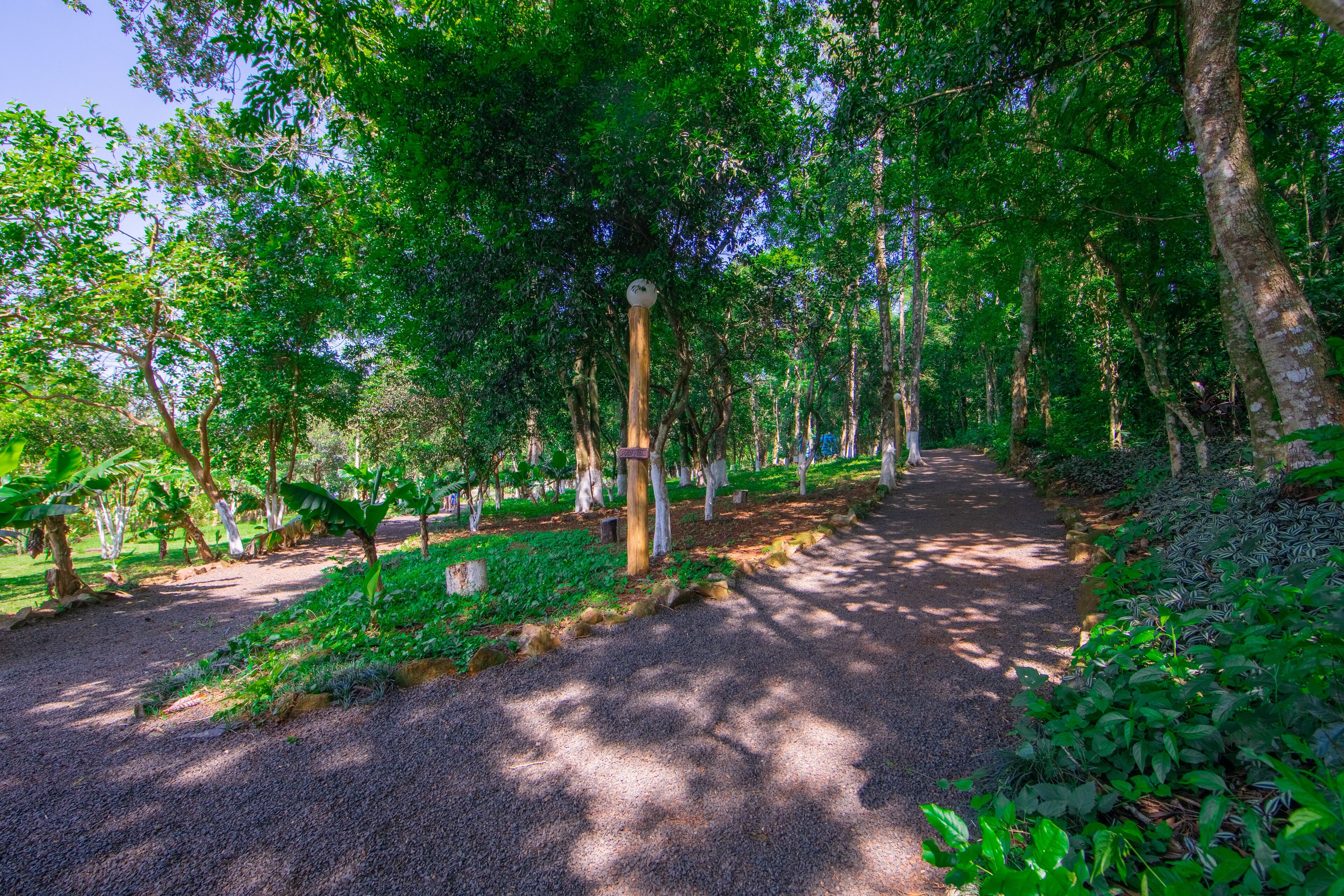 Un sentier traverse un parc verdoyant et luxuriant, bordé d’arbres et de plantes de chaque côté.