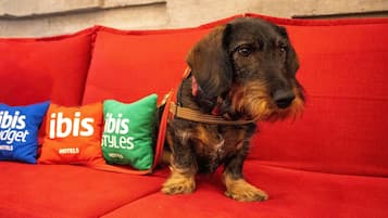 A dog sitting on a red couch with a green and blue pillow that reads 'ibis budget hotels.'