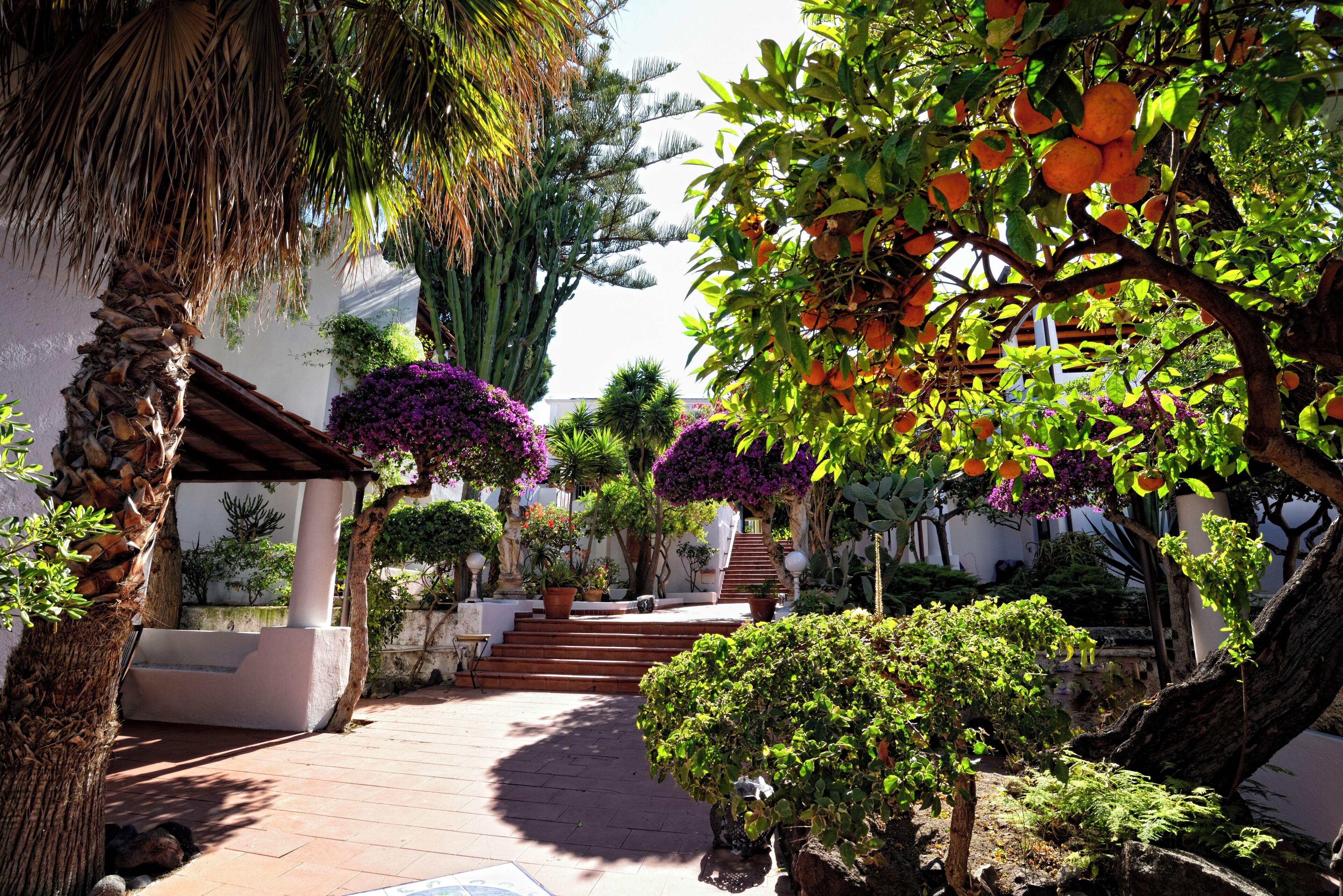 Un patio con sendero de piedra, palmeras y diversas plantas en macetas.