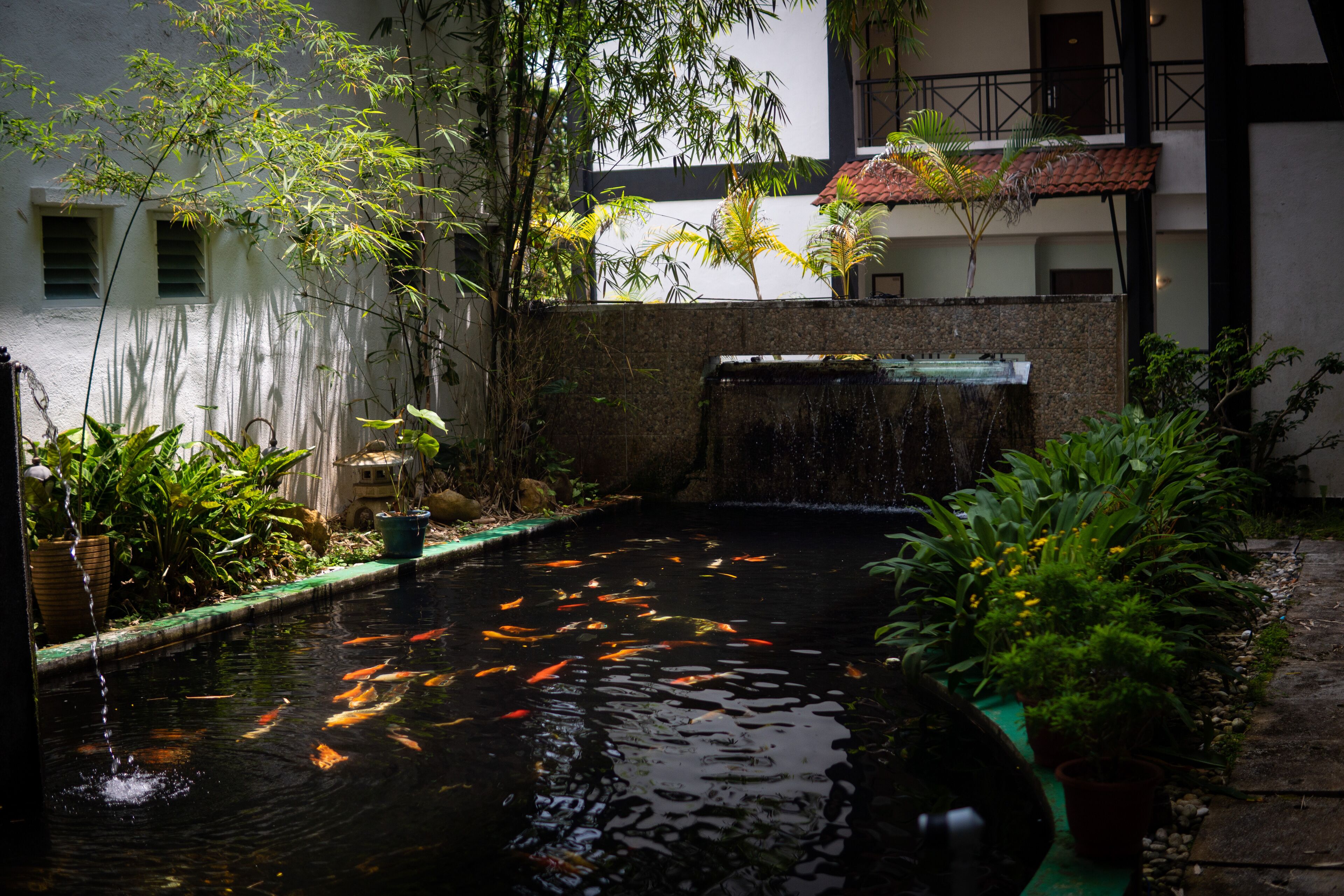A koi pond with a waterfall, surrounded by potted plants and a building with a tiled roof.