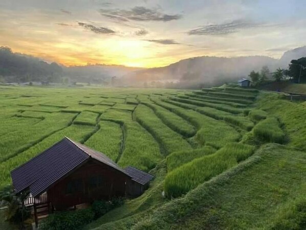 Un campo de arroz en terrazas con una cabaña de madera.