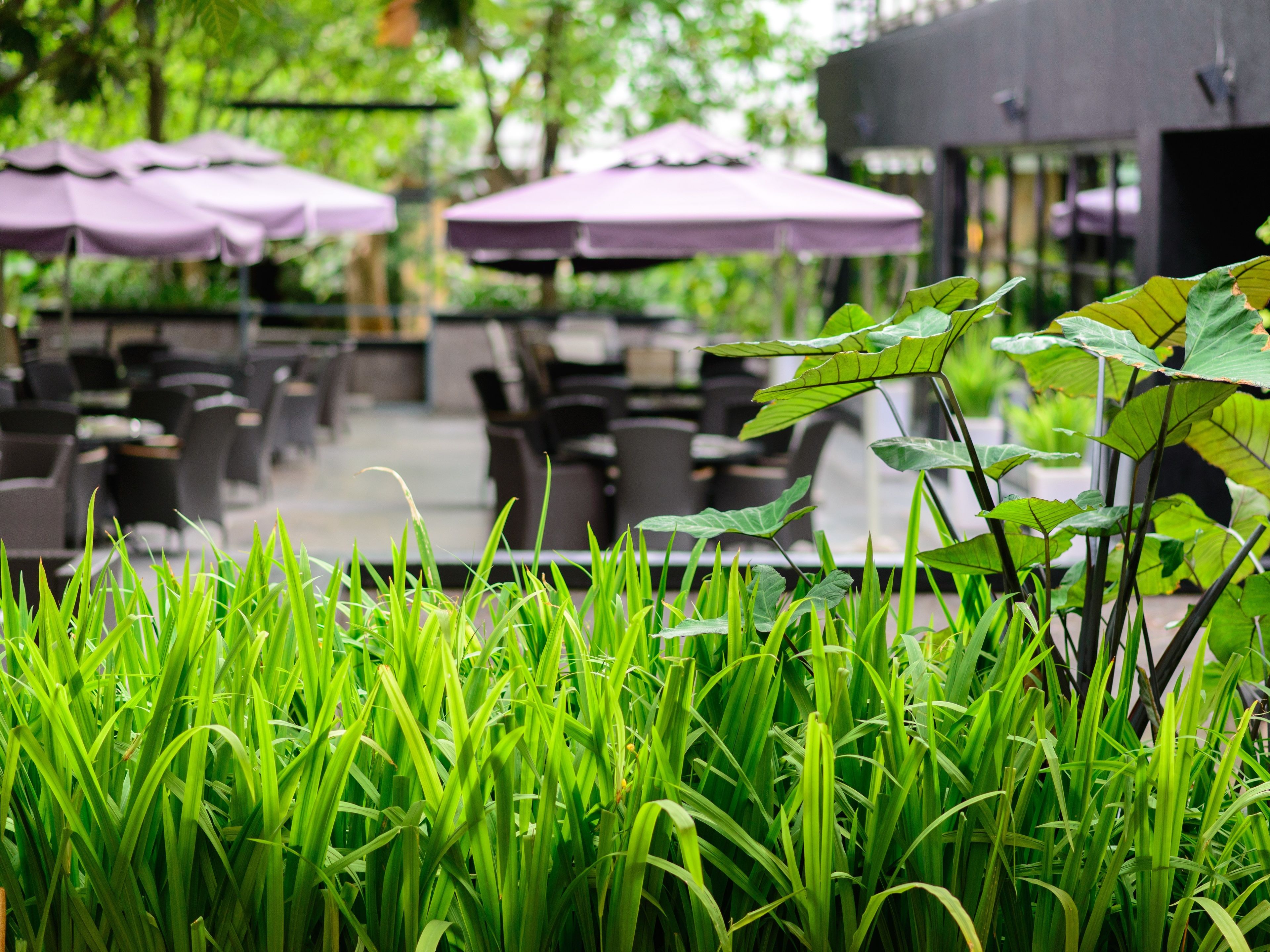 Une terrasse de restaurant avec des tables à l’extérieur et des plantes vertes au premier plan.