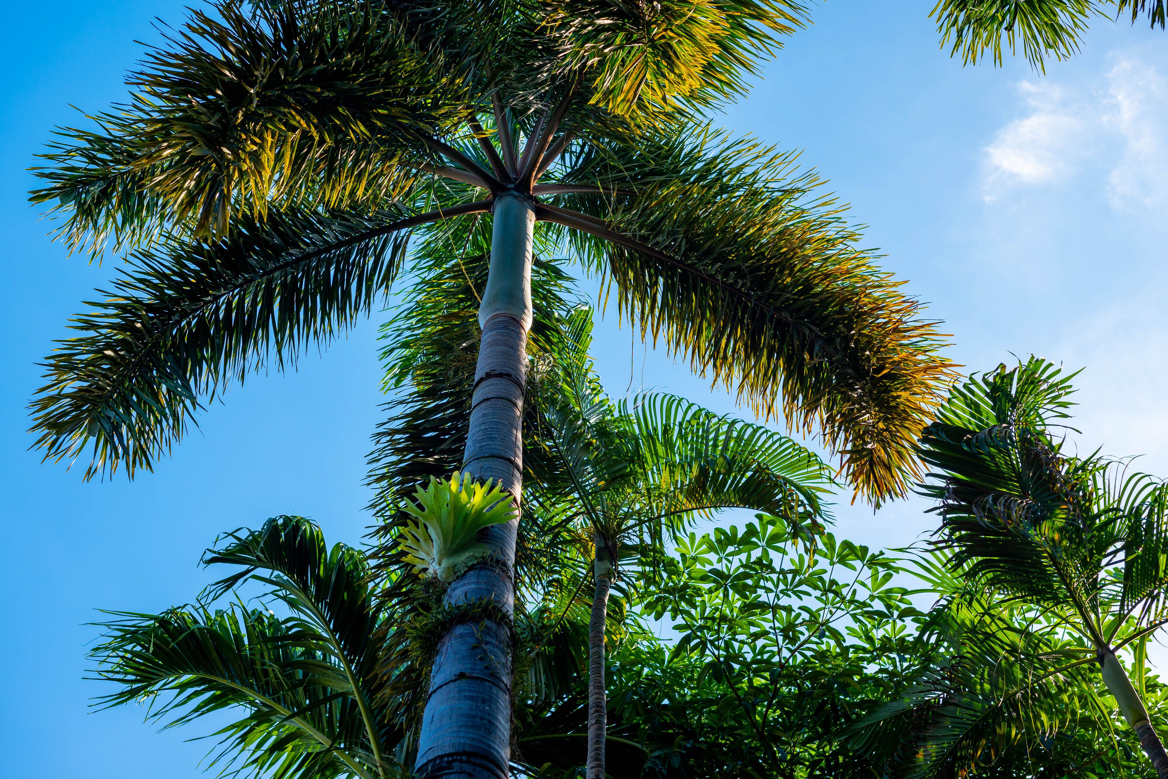 Photo - Samui Natien Resort