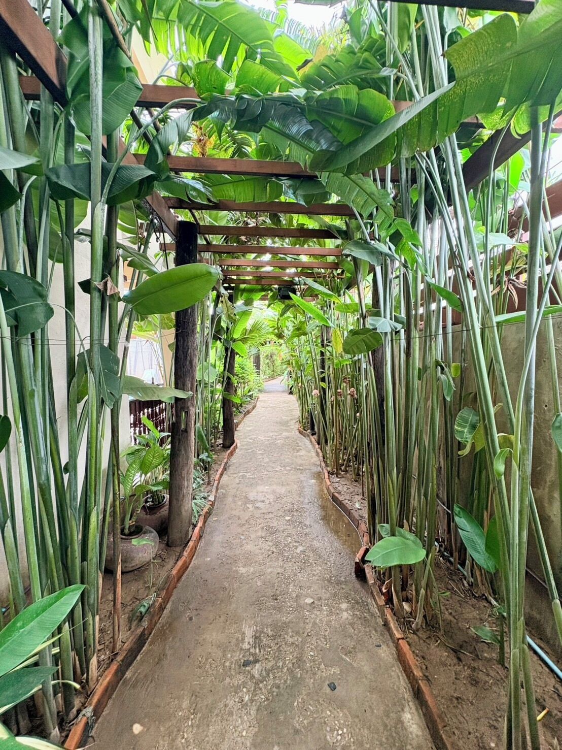 A pathway flanked by tall plants and a wooden pergola structure.