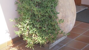 A large potted plant with green foliage against a wall, placed on a tiled floor. - Residence Edy (Imperia)