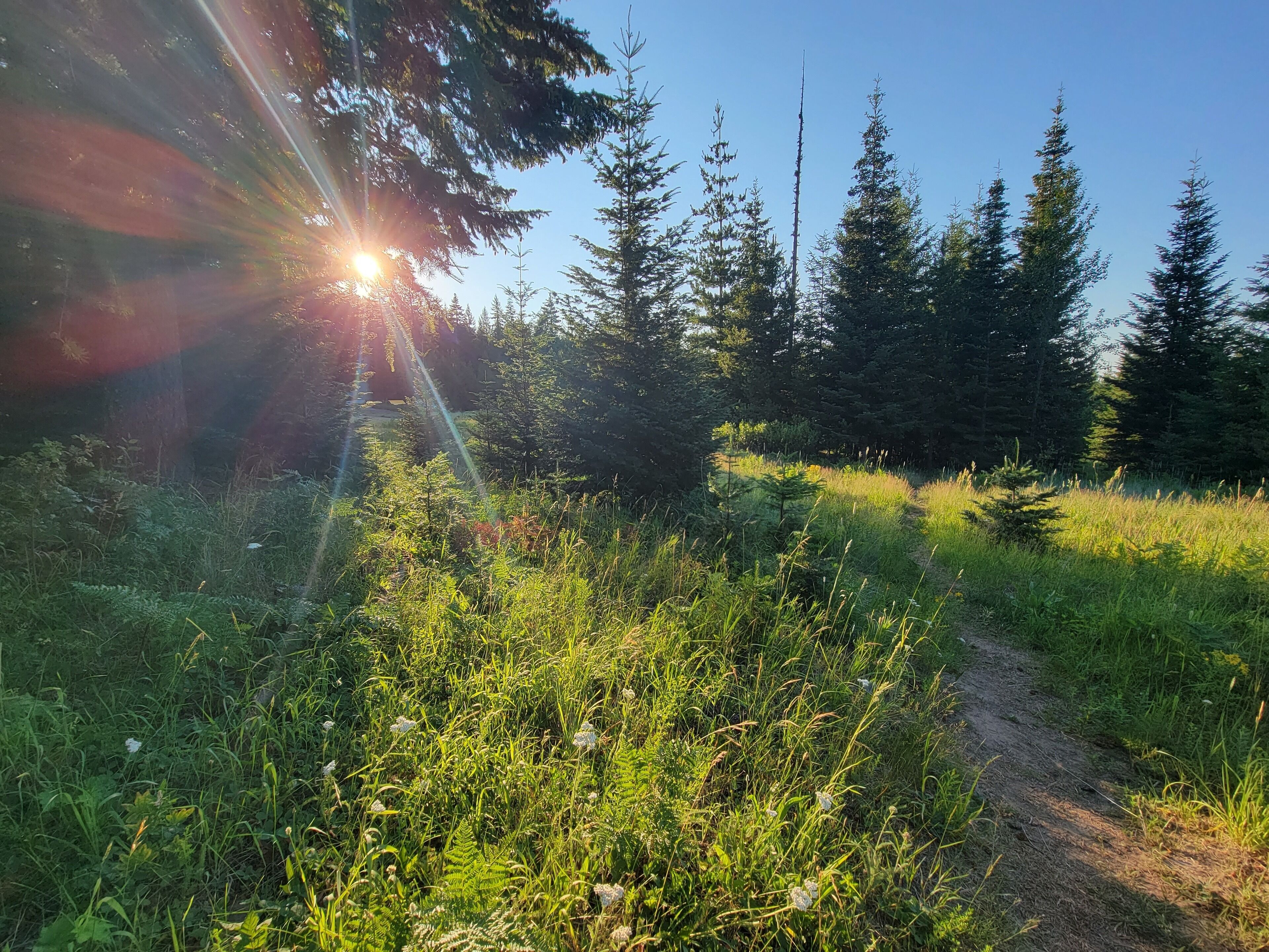 A forested area with a dirt path.