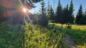 A forested area with a dirt path.