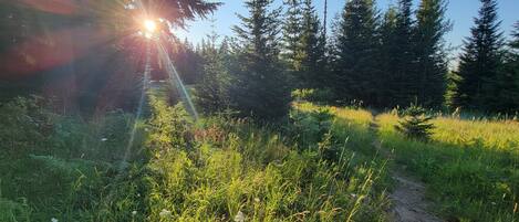 A forested area with a dirt path.