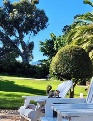 Garden view