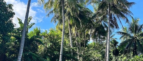 Piscina externa, espreguiçadeiras