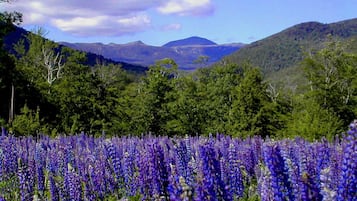 Um campo de flores roxas com montanhas ao fundo.