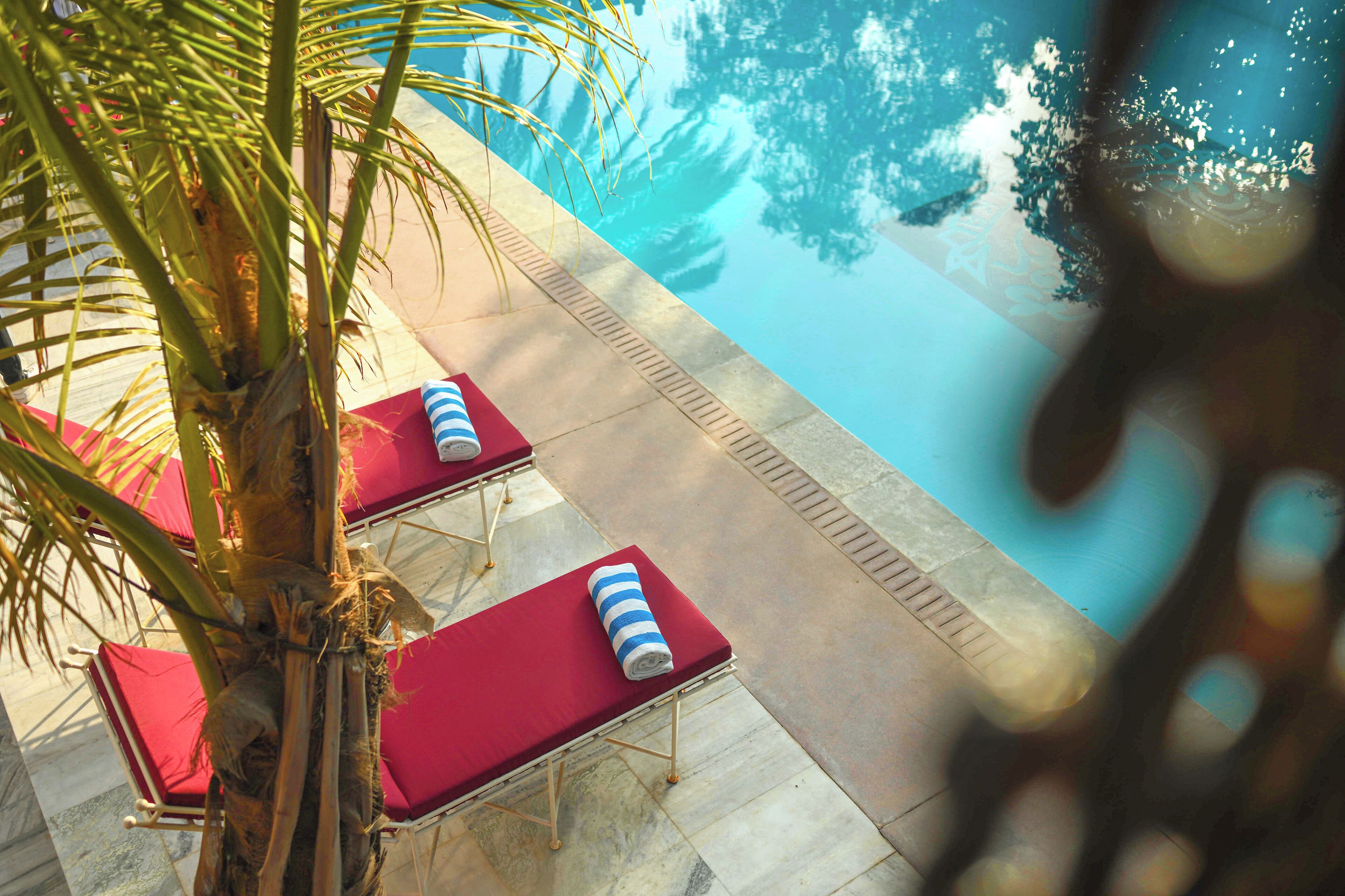 A poolside area with red lounge chairs and a palm tree.